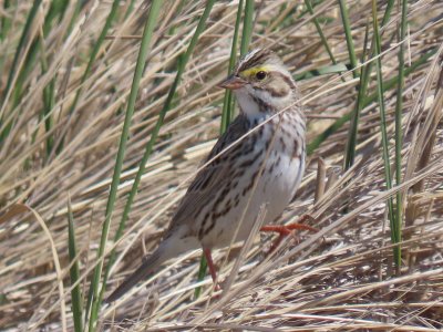 Savannah Sparrow - Duxbury Beach, MA - April 24, 2021