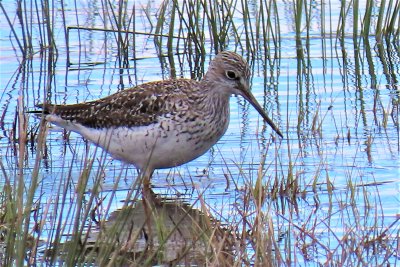 Greater Yellowlegs - Duxbury, MA - April 17, 2021