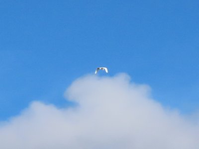 Great Egret - Duxbury, MA - April 18, 2021