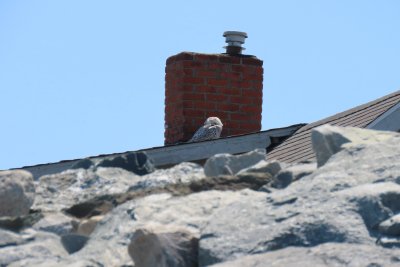 Snowy Owl (rooftop) - Plymouth (Gurnet), MA - April 25, 2021