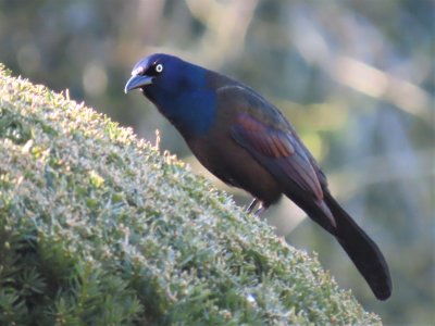 Common Grackle - Plymouth, MA - April 10, 2021