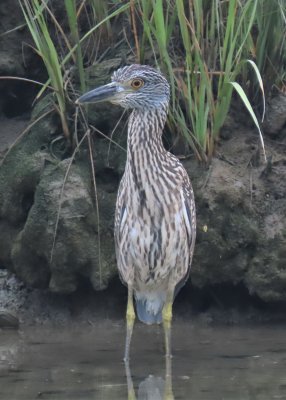 Yellow-crowned Night Heron juvs. 21-08-04