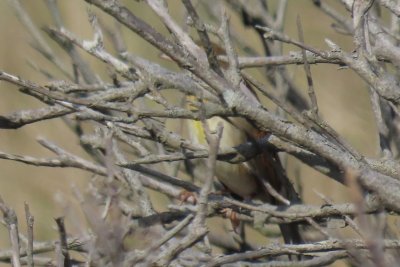 Obscured Dickcissel  - yellow breast splash, rusty wing, and sparrow-like bill  -   (211012 IMG_9143)
