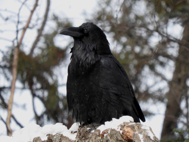 Common Raven