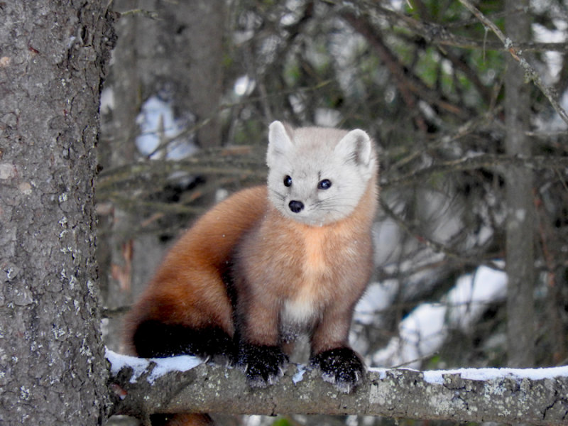 American (Pine) Marten