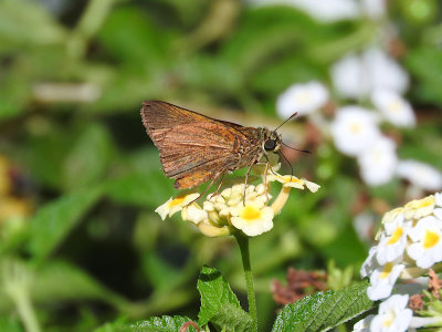 Skipper sp.