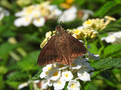 Yellow-tipped Flasher (Astraptes anaphus)