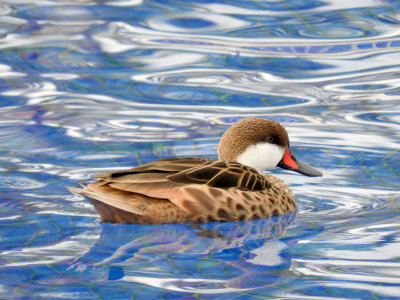 White-cheeked Pintail in the pool