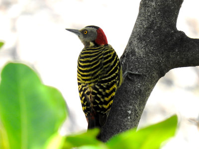 Hispaniolan Woopecker