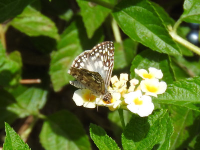 Tropical Checkered Skipper (Pyrgus oileus)