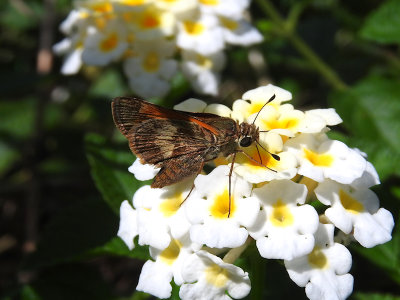 Skipper sp.