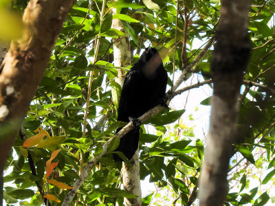 White-necked Crow