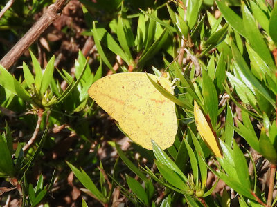 Large Orange Sulphur (Phoebis agarithe)