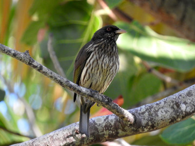 Palmchat