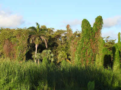 Natural area on the resort