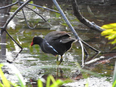 Common Gallinule