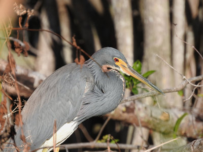 Tricolored Heron