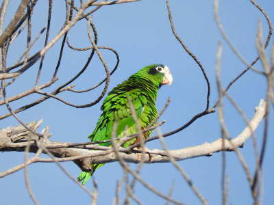 Hispaniolan Parrot