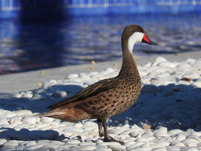 White-cheeked Pintail