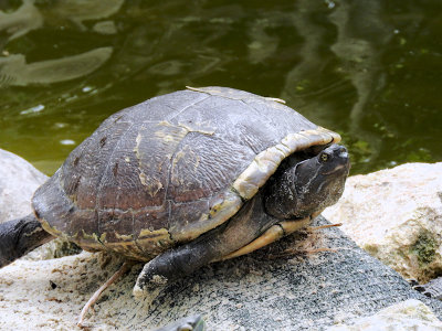 Turtle sp.