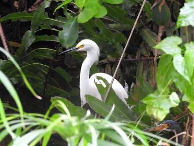 Snowy Egret