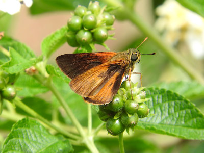 Skipper sp.