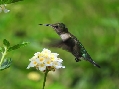 Vervain Hummingbird