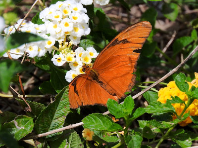 Julia Heliconian (Dryas iulia)