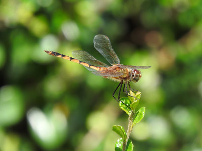 Tawny Pennant (Brachymesia herbida)