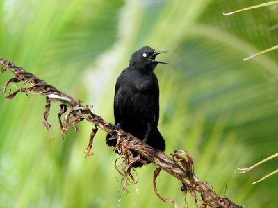 Greater Antillean Grackle