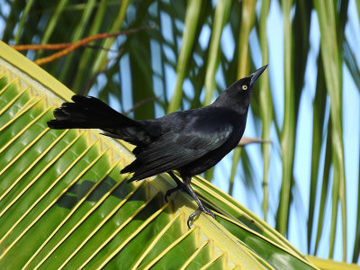 Greater Antillean Grackle