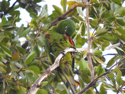 Hispaniolan Parakeet