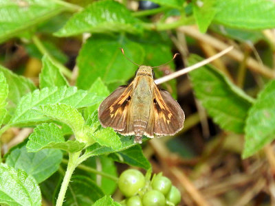 Fiery Skipper (Hylephila phileus)  female