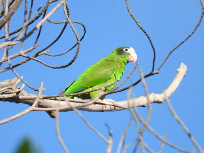 Hispaniolan Parrot