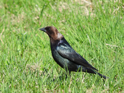 Brown-headed Cowbird (male)