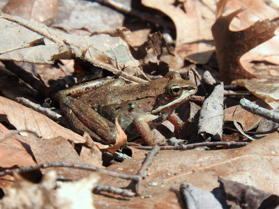 Wood Frog (Rana sylvatica)