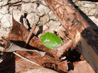 Green Stink Bug (Chinavia hilaris)