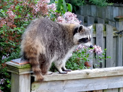 Raccoon in the backyard!