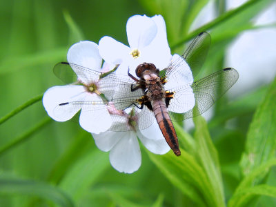 Chalk-fronted Corporal (Ladona julia)