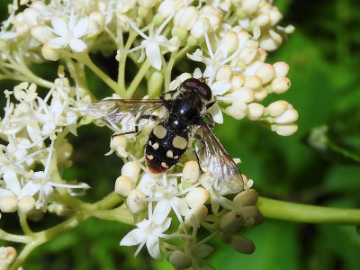 White-spotted Pond Fly (Sericomyia lata)