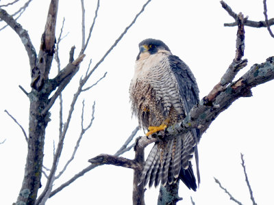 Peregrine Falcon