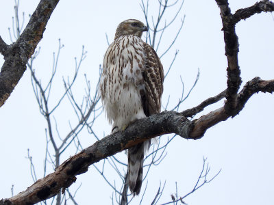 Northern Goshawk (juvenile)