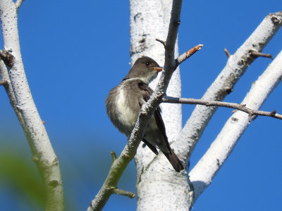 Olive-sided Flycatcher