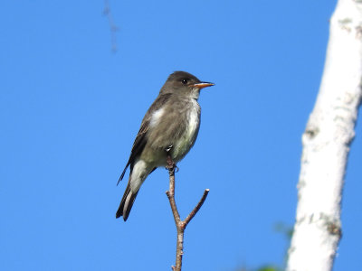 Olive-sided Flycatcher