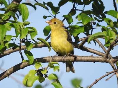 Scarlet Tanager