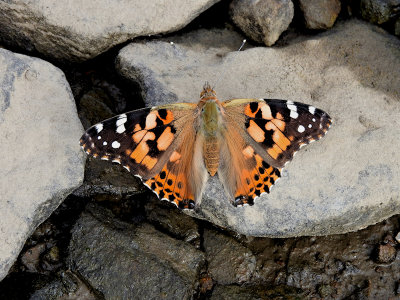 Painted Lady (Vanessa cardui)