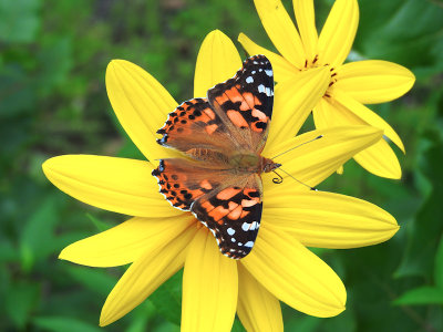 Painted Lady (Vanessa cardui)