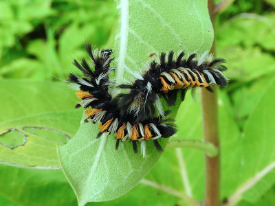 Milkweed Tussock Moth caterpillars (Euchaetes egle)