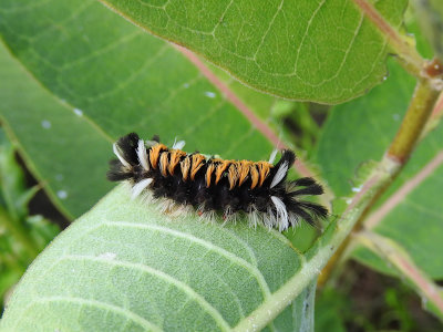 Milkweed Tussock Moth caterpillars (Euchaetes egle)