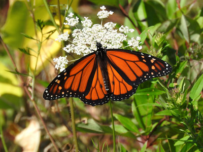 Monarch (Danaus plexippus)